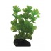 Clover Green Betta Plant